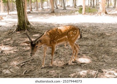 Majestic Young Deer Grazing in a Sunlit Forest Clearing. - Powered by Shutterstock