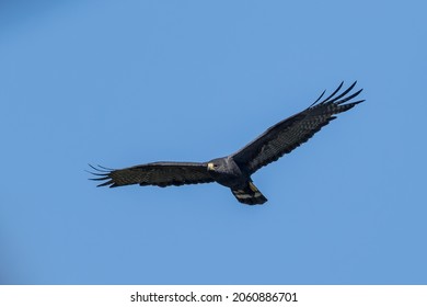 The Majestic Zone-tailed Hawk Soaring At Eye Level