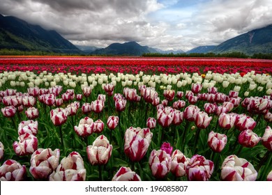 Majestically colorful tulip field with scenic mountains 