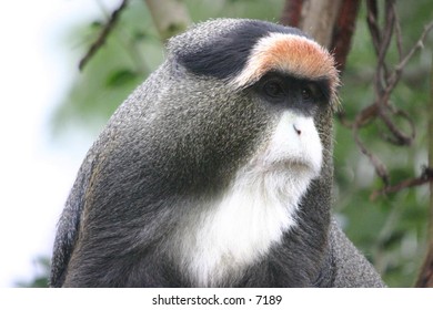 majestic-looking monkey