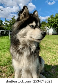 Majestuoso husky disfrutando del aire libre. Husky con pelaje brillante en tonos negros, grises y blancos. Husky con ojos azules y expresivos miran a lo lejos, transmitiendo calma y serenidad.