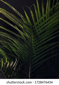 Majesty Palm With Dark Background 