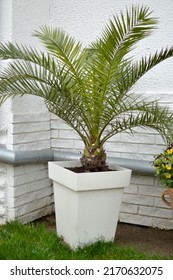 Majesty Palm Tree Growing In The Pot