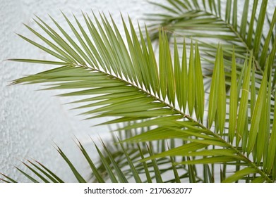 Majesty Palm Tree Growing In The Pot