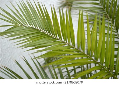 Majesty Palm Tree Growing In The Pot