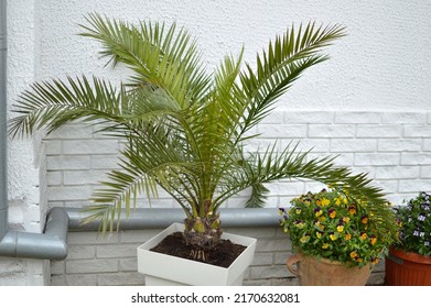 Majesty Palm Tree Growing In The Pot