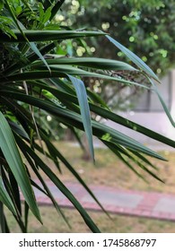 Majesty Palm Tree Long Leaves