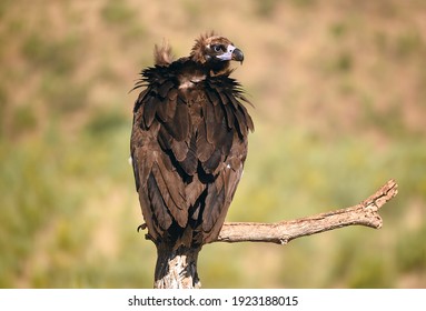 a majetic black vulture in a national park of spain