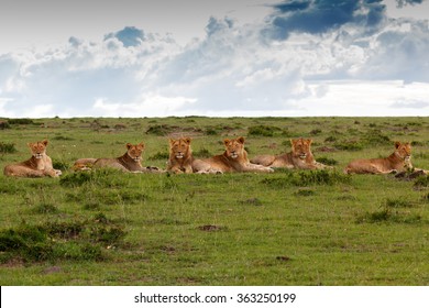 Maji Ya Fisi Pride, four males and three females, in Masai Mara, Kenya - Powered by Shutterstock