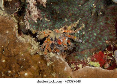 Majoidea, Spider Crab