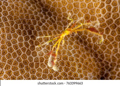 Majoidea, Spider Crab