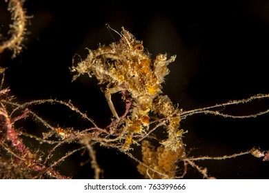 Majoidea, Spider Crab