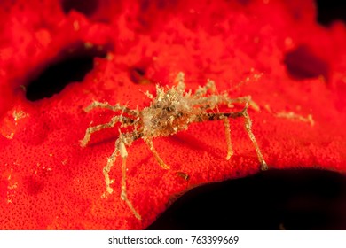 Majoidea, Spider Crab