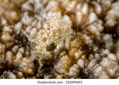 Majoidea, Spider Crab