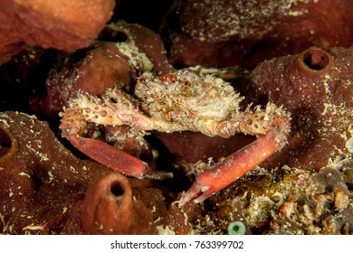 Majoidea, Spider Crab