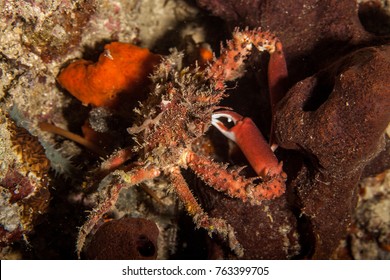 Majoidea, Spider Crab