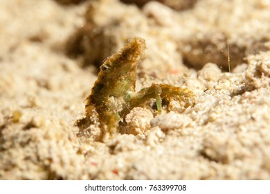 Majoidea, Spider Crab