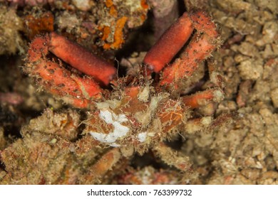 Majoidea, Spider Crab