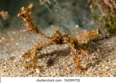 Majoidea, Spider Crab