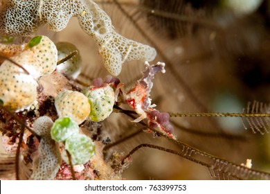 Majoidea, Spider Crab