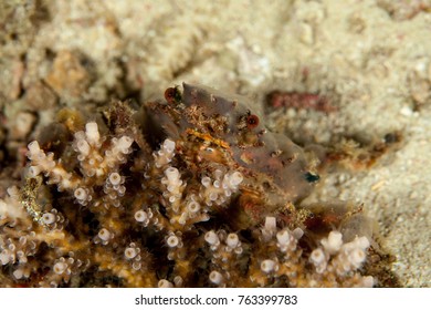 Majoidea, Spider Crab