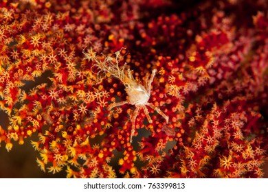 Majoidea, Spider Crab