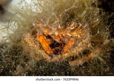 Majoidea, Spider Crab