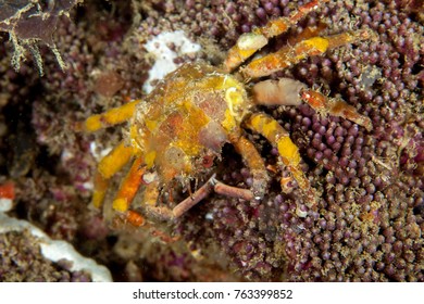 Majoidea, Spider Crab