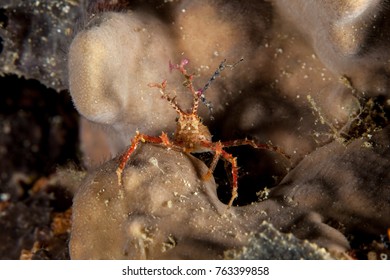 Majoidea, Spider Crab