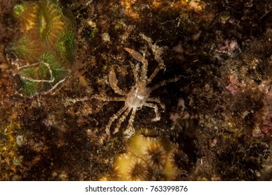 Majoidea, Spider Crab