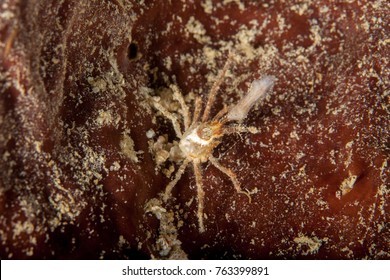 Majoidea, Spider Crab