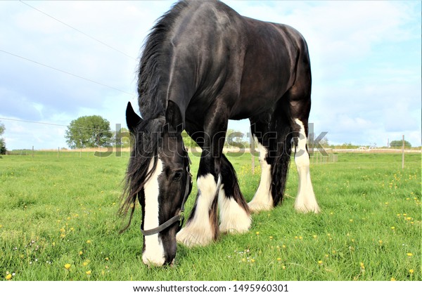 Major black Shire\
horse in the field\
grazing