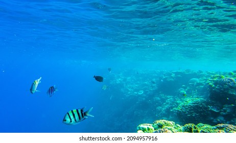 Major Fish (Abudefduf Vaigiensis) Swims By Coral In The Red Sea Slow Mo.