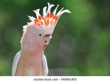 Cacatua Stock Photos Images Photography Shutterstock