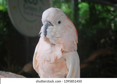 Major Mitchell Cockatoo Images Stock Photos Vectors Shutterstock