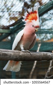 Major Mitchell Cockatoo Images Stock Photos Vectors Shutterstock