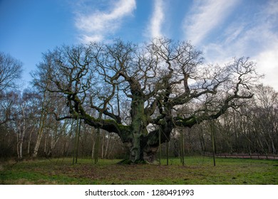 The Major Oak Is A Large English Oak Near The Village Of Edwinstowe In The Midst Of Sherwood Forest, Nottinghamshire, England.