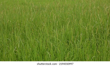 Major Weed In Paddy Field, Barnyard Grass