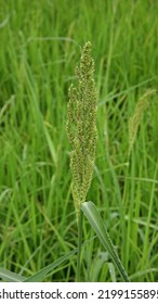 Major Weed In Paddy Field, Barnyard Grass