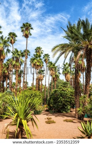 Majorelle Garden in Marrakech. An oasis in the middle of a bustling city. Marrakech, Morocco