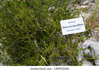MAKARSKA,CROATIA-1 JULY,2017: Biokovski Botanical Garden Kotisina in Makarska.National park with plants in Biokovo mountains.Exotic Ericaceae Manipuiflora (Primorska Crnjusa) plant