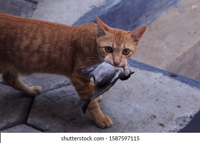 Funny Cats and Dogs Images, Stock Photos u0026 Vectors  Shutterstock