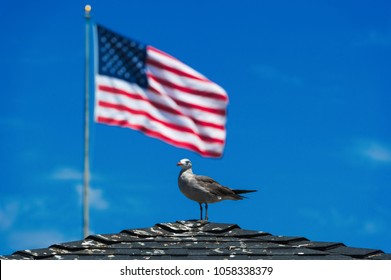 Make America Great Again Seagull