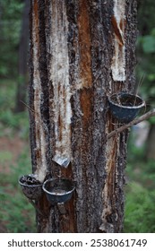 make a cut on a pine tree to release the sap which is collected at the end of the cut