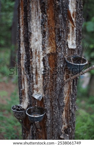 make a cut on a pine tree to release the sap which is collected at the end of the cut