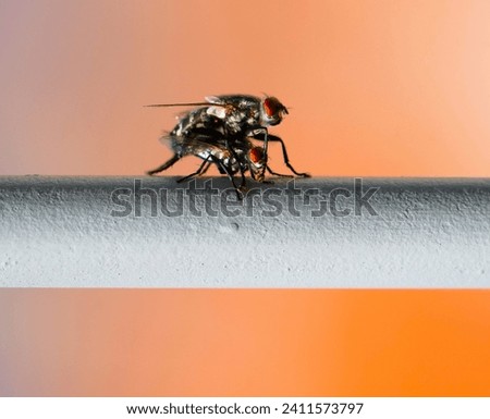 Make love not war STOP WARS