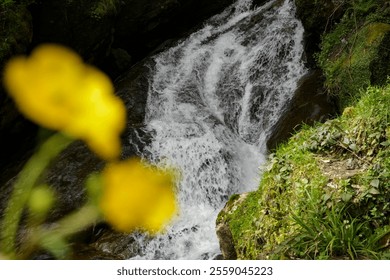 makhuntseti waterfall. Georgian waterfall cascades down rocky cliffs, surrounded by lush green grass. majestic waterfall cascades down a rocky cliff face.blurred defocused yellow wildflowers - Powered by Shutterstock