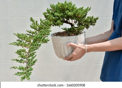 Making Of Bonsai Pruning, Pruning Bonsai Leaves