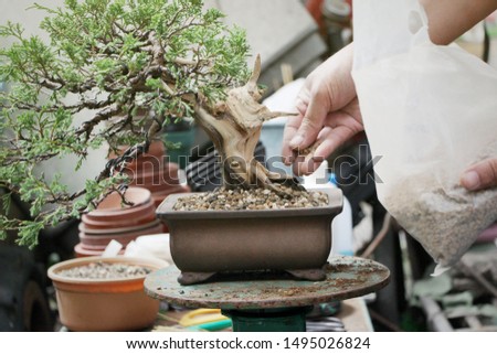 Making of bonsai trees, Sprinkle the soil and rake the soil to tighten the roots, Handmade accessories wire and scissor bonsai tools, stand of bonsai, Concept Bonsai tree.