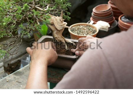 Making of bonsai trees, Wiring a tree into the pot. Handmade accessories wire and scissor bonsai tools, stand of bonsai, Concept Bonsai.
